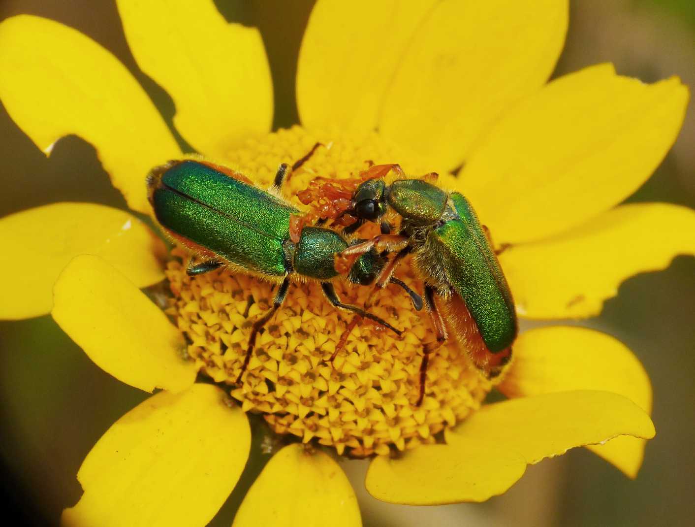 Cerocoma scheberi (Meloidae): corteggiamento e basta